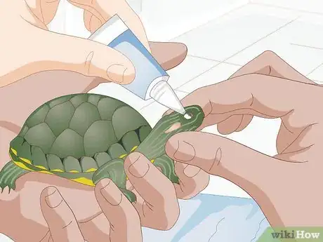 Imagen titulada Apply Medication to a Turtle's Eyes Step 5