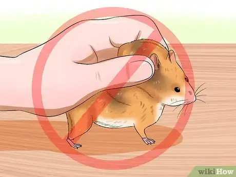 Imagen titulada Hold Your Syrian Hamster Step 10