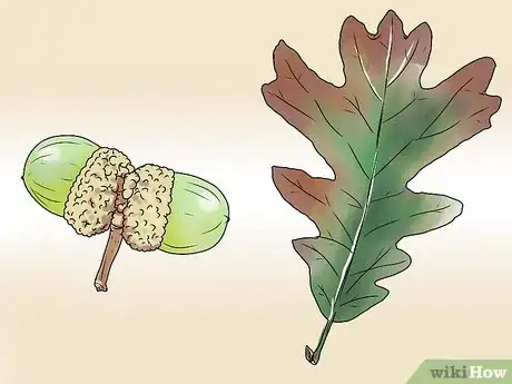 Imagen titulada Identify Oak Leaves Step 9