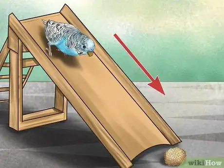 Imagen titulada Play With Your Parakeet Step 7