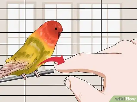 Imagen titulada Gain Your Parakeet's Trust Step 6