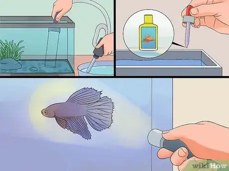 Imagen titulada Save a Dying Betta Fish Step 9