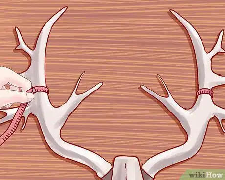 Imagen titulada Score Deer Antlers Step 16