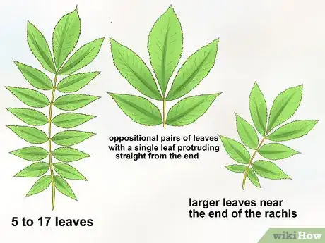 Imagen titulada Identify Hickory Trees Step 2