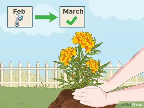 Imagen titulada Grow Marigolds Step 2