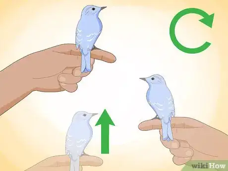 Imagen titulada Train Your Bird Step 5