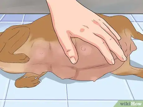 Imagen titulada Help Your Chihuahua During Labor Step 12