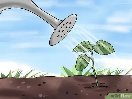 Imagen titulada Grow Okra Step 6