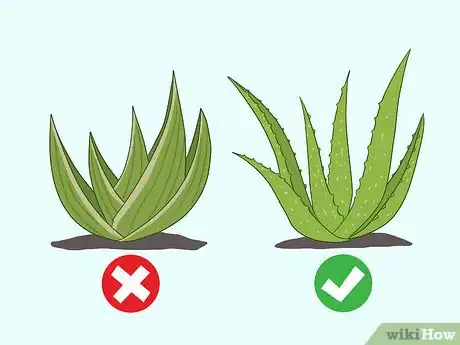 Imagen titulada Use Aloe Vera Gel on Your Face Step 10