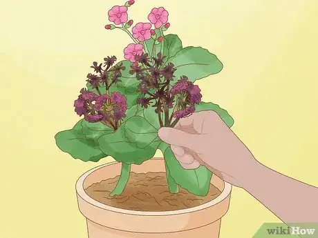 Imagen titulada Prune Kalanchoe Step 1