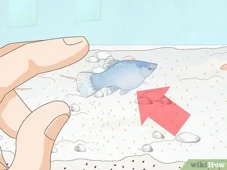 Imagen titulada Take Care of Baby Platy Fish Step 1