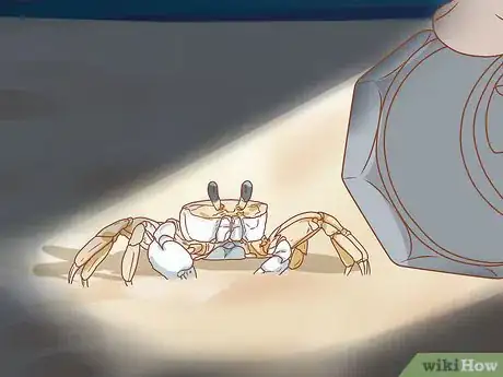 Imagen titulada Catch a Ghost Crab Step 4