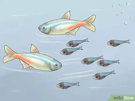 Imagen titulada Breed Neon Tetras Step 12