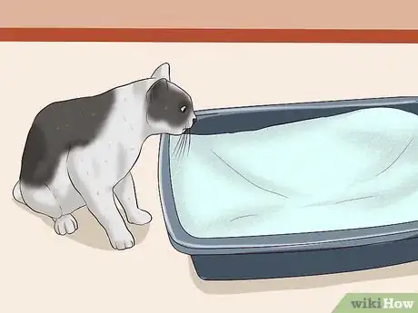 Imagen titulada Remove Cat Urine Smell Step 13