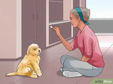 Imagen titulada Teach Your Dog to Focus Step 3