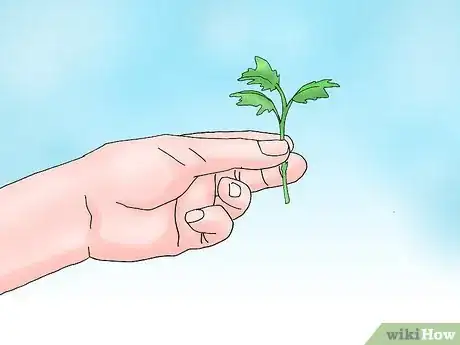 Imagen titulada Root Chrysanthemum Cuttings Step 3