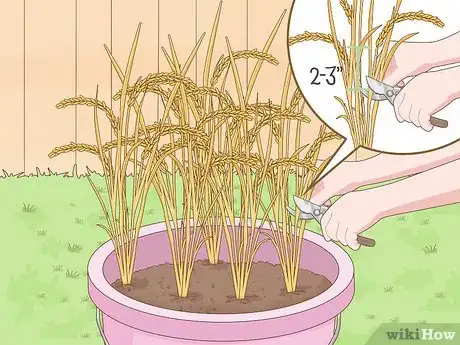 Imagen titulada Plant Rice Indoors Step 14