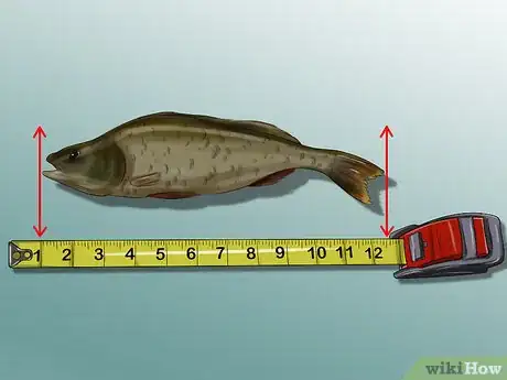 Imagen titulada Measure Fish Step 2