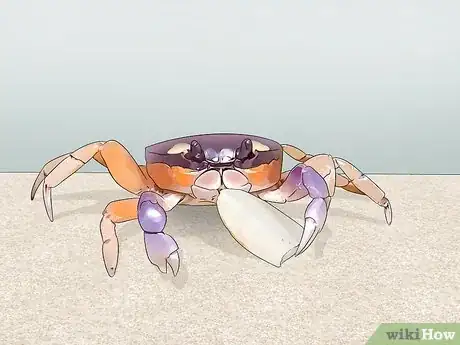 Imagen titulada Look After Pet Crabs Step 10