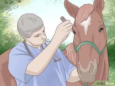 Imagen titulada Get Rid of Ear Plaque in Horses Step 1