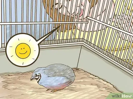 Imagen titulada Know if Button Quail Are Right for You Step 5