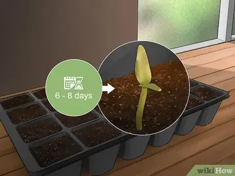 Imagen titulada Grow Green Chili Step 8