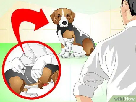 Imagen titulada Care for a Dog With Stitches Step 7