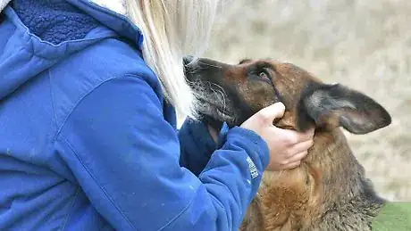 Imagen titulada Take a Dog's Temperature Without Using a Thermometer Step 9