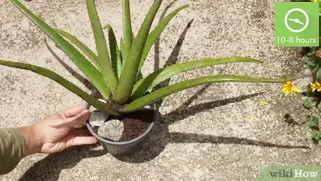 Imagen titulada Plant Aloe Vera Step 2