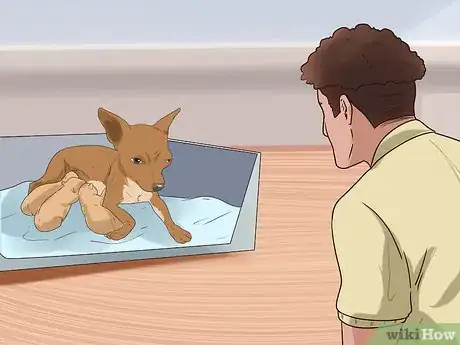 Imagen titulada Help Your Chihuahua During Labor Step 15