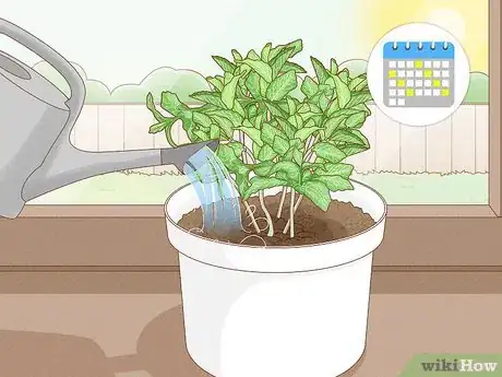 Imagen titulada Grow Mint Indoors Step 10