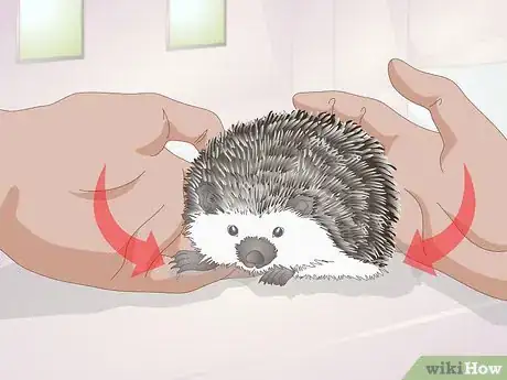 Imagen titulada Bond With Your Hedgehog Step 2