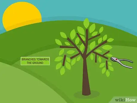 Imagen titulada Care for Mature Apple Trees Step 05