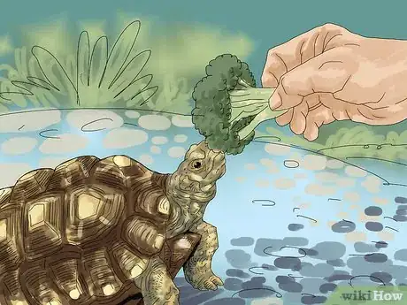 Imagen titulada Care for a Tortoise Step 4