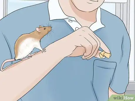 Imagen titulada Play with Your Pet Rat Step 1