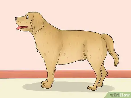 Imagen titulada Measure Dog Height Step 1