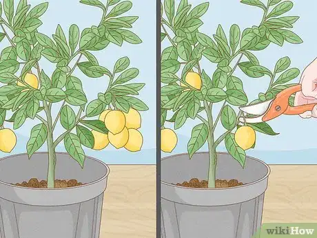 Imagen titulada Grow Lemon Trees Indoors Step 17