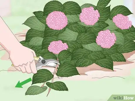 Imagen titulada Keep Hydrangeas Alive Step 12