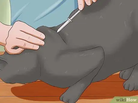 Imagen titulada Give a Cat an Injection Step 7