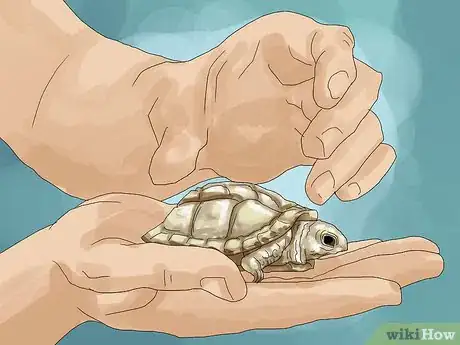 Imagen titulada Care for a Tortoise Step 3