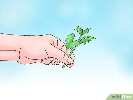 Imagen titulada Root Chrysanthemum Cuttings Step 5