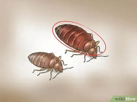 Imagen titulada Recognize Bed Bugs Step 1