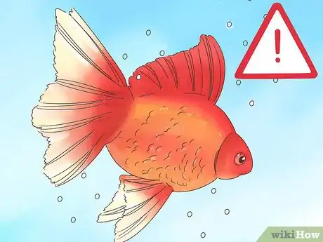 Imagen titulada Tell if a Goldfish Is Pregnant Step 7