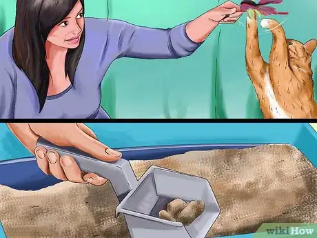 Imagen titulada Determine Why Your Cat Does Not Groom Itself Step 10