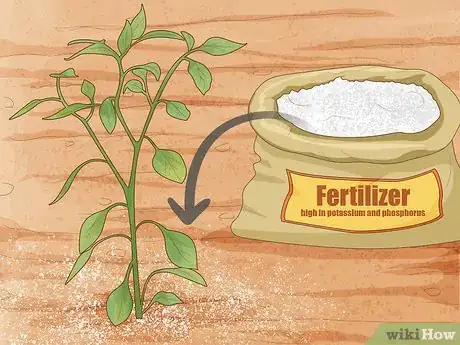 Imagen titulada Grow Jalapeno Peppers Step 14