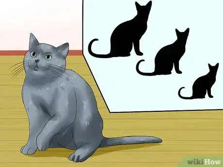 Imagen titulada Identify a Russian Blue Step 2