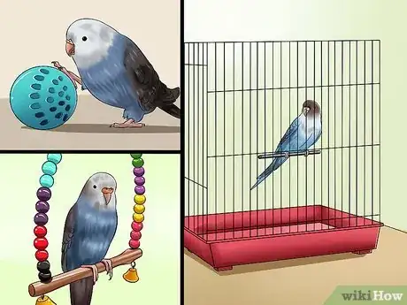 Imagen titulada Play With Your Budgie Step 11