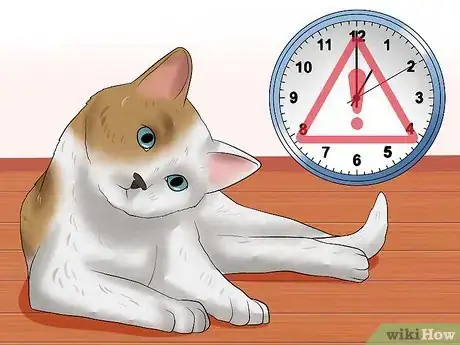 Imagen titulada Identify if Your Cat Has Had a Stroke Step 10