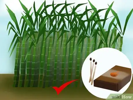 Imagen titulada Harvest Sugar Cane Step 11