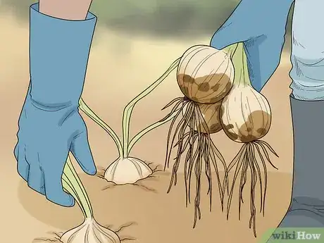 Imagen titulada Grow an Onion from an Onion Step 12